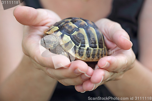 Image of turtle in the palm