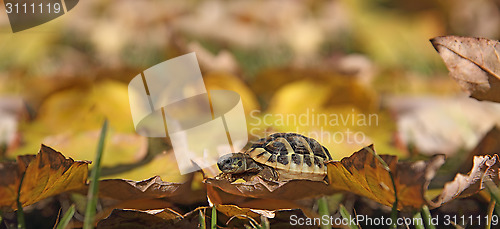 Image of Turtle on leaves