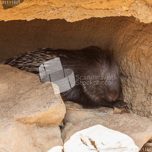 Image of Huge Porcupine