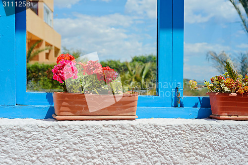 Image of Red geranium flowers in pot