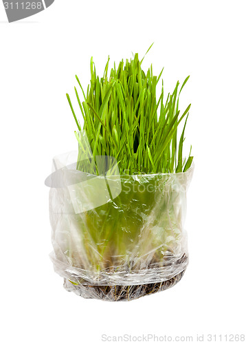 Image of Grass for cats