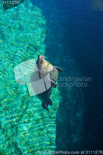 Image of Common seal is swimming in the water