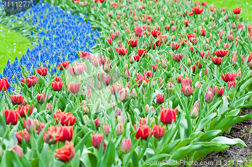 Image of Red tulips and blue hyacinth