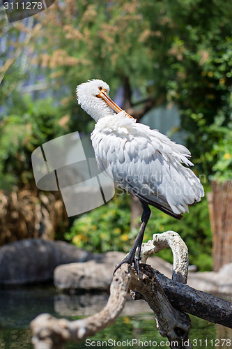 Image of Little egret