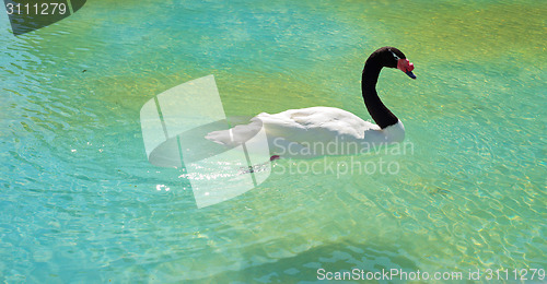 Image of Black-necked swan