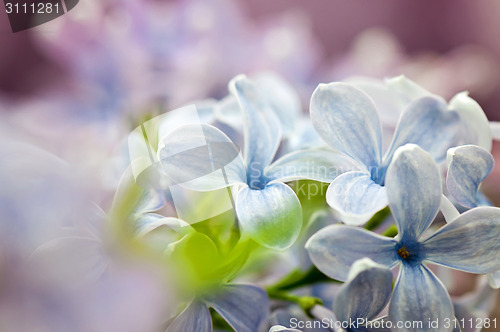 Image of Close-up of lilac flowers