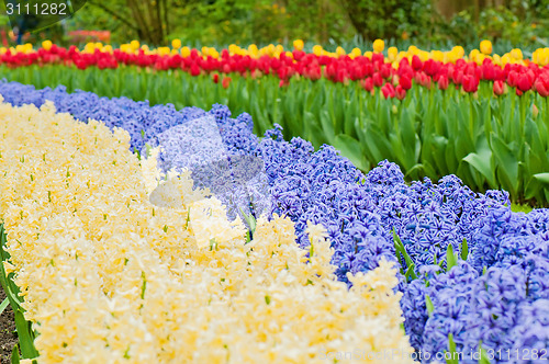 Image of Multicolored hyacinth flowerbed spring flower park