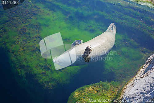 Image of Common seal is swimming in the water