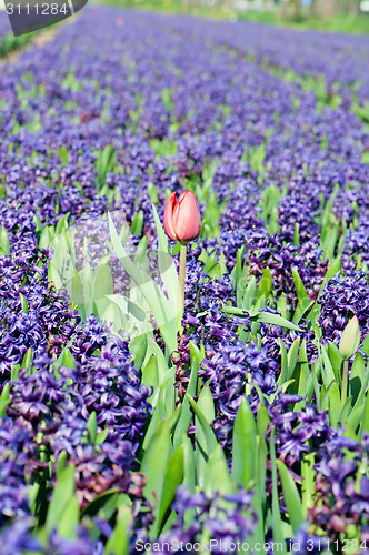 Image of Field of blue hyacinth with red tulip