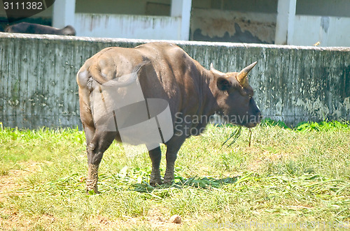 Image of Closeup Portrait of a Bull in farms field