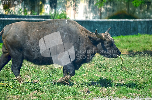 Image of Closeup Portrait of a Bull in farms field