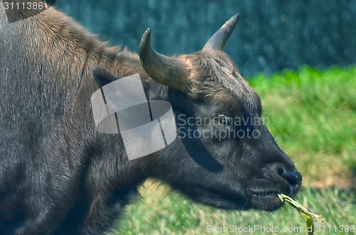 Image of Closeup Portrait of a Bull in farms field