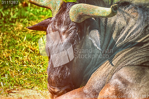 Image of Closeup Portrait of a Bull in farms field