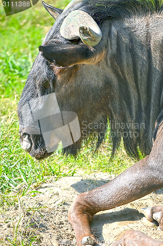 Image of Closeup Portrait of a Bull in farms field