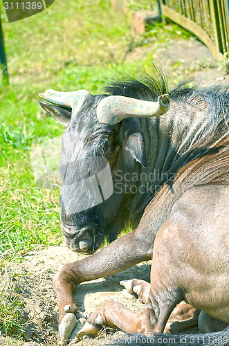 Image of Closeup Portrait of a Bull in farms field