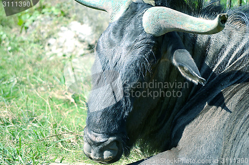 Image of Closeup Portrait of a Bull in farms field
