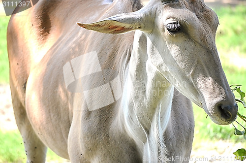 Image of Closeup Portrait of a Bull in farms field