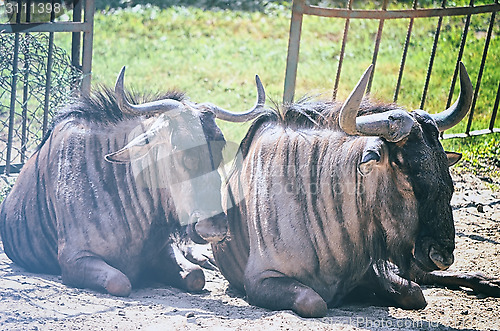 Image of Closeup Portrait of a Bull in farms field