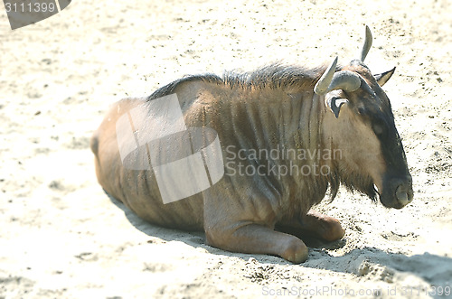 Image of Closeup Portrait of a Bull in farms field