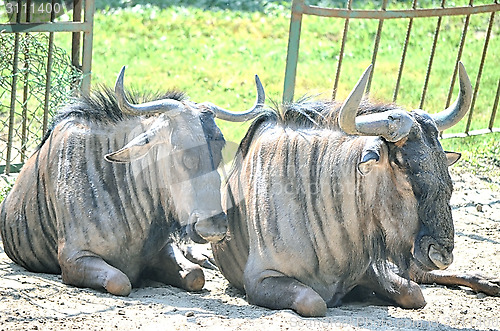 Image of Closeup Portrait of a Bull in farms field