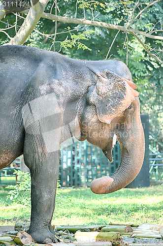 Image of Portrait image of Wildlife Elephant