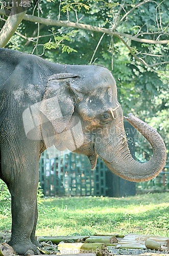 Image of Portrait image of Wildlife Elephant