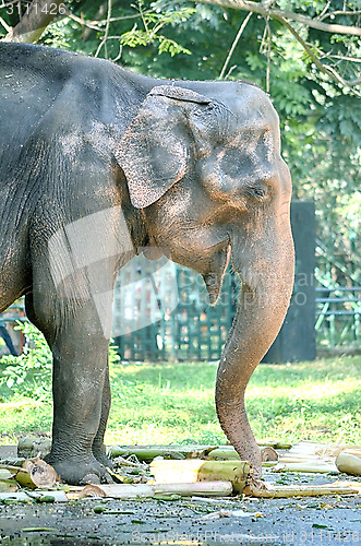 Image of Portrait image of Wildlife Elephant