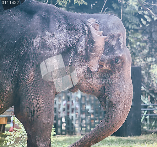 Image of Portrait image of Wildlife Elephant