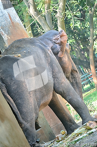 Image of Portrait image of Wildlife Elephant