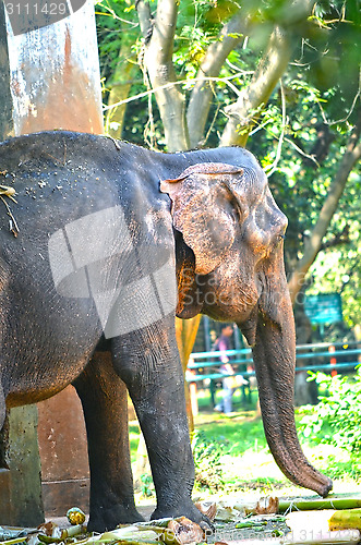 Image of Portrait image of Wildlife Elephant