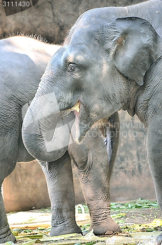 Image of Portrait image of Wildlife Elephant