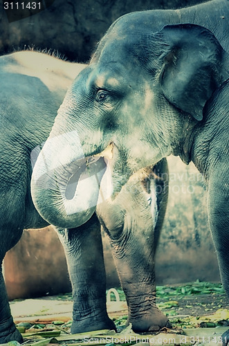 Image of Portrait image of Wildlife Elephant