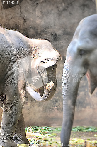 Image of Portrait image of Wildlife Elephant