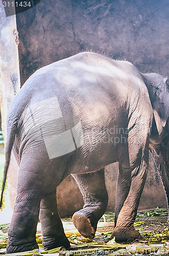 Image of Portrait image of Wildlife Elephant