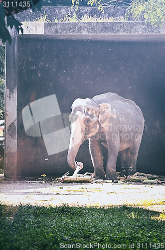 Image of Portrait image of Wildlife Elephant