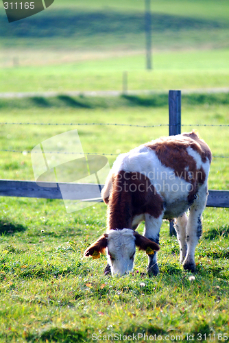 Image of cow on the willow