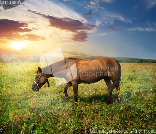 Image of Horse on pasture