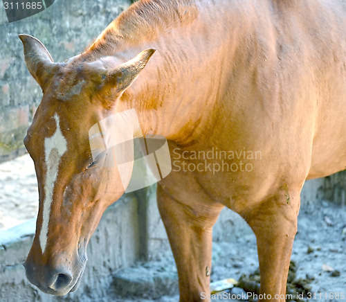 Image of A close up image of a horse looking directly at the viewer.