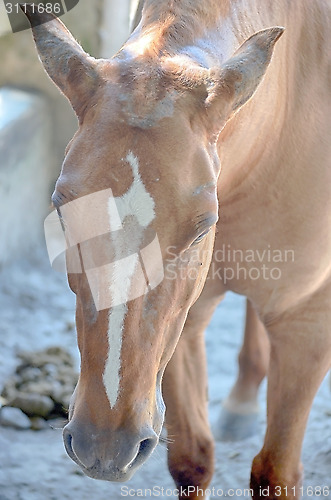 Image of A close up image of a horse looking directly at the viewer.