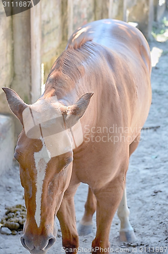 Image of A close up image of a horse looking directly at the viewer.