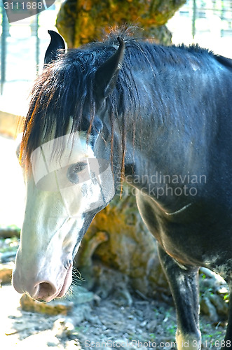 Image of A close up image of a horse looking directly at the viewer.