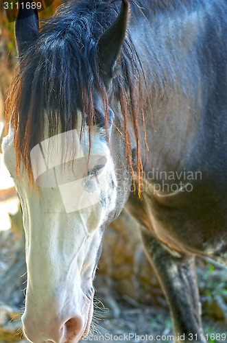 Image of Close up of a horse portrait