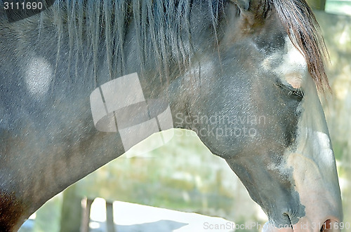 Image of Close up of a horse portrait