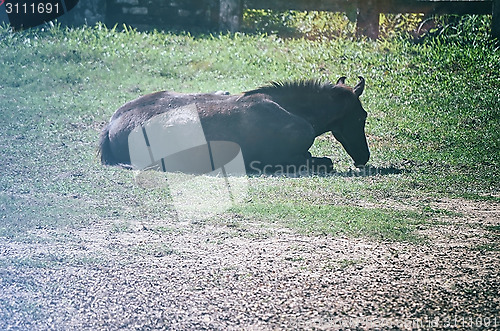 Image of A close up image of a horse looking directly at the viewer.