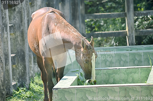 Image of Close up of a horse portrait