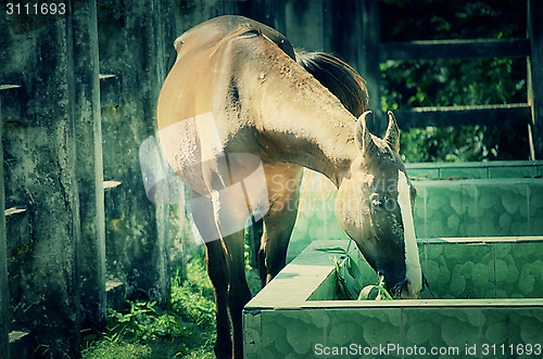 Image of Close up of a horse portrait