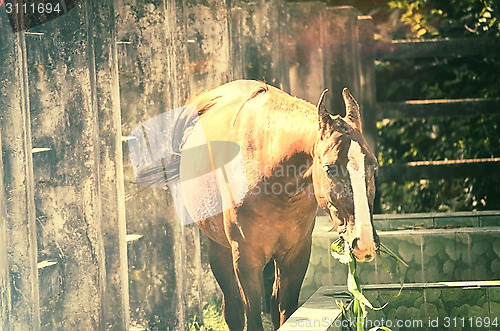 Image of Close up of a horse portrait