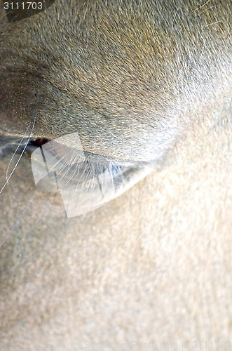 Image of A close up image of a horse eye looking directly at the viewer.