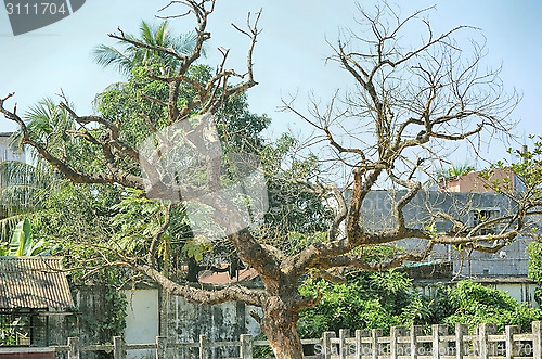 Image of Bare, leafless lone tree in winter or early spring.