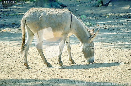 Image of African wild ass eating, Equus africanus.